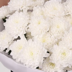 hrizantema altaj buket 7